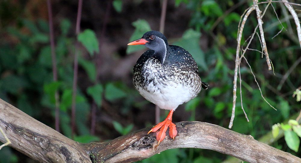 mburo-cruise-finfoot-log