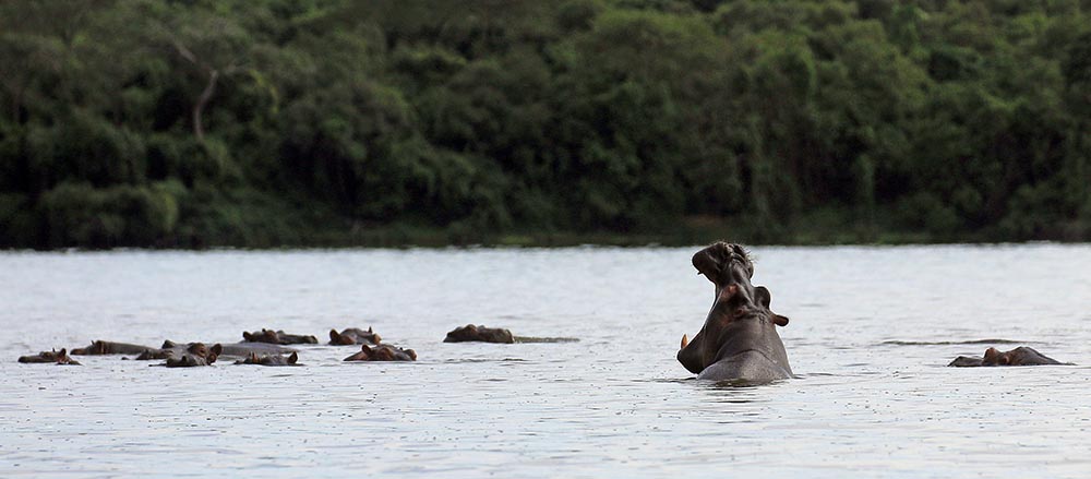 mburo-cruise-yawn