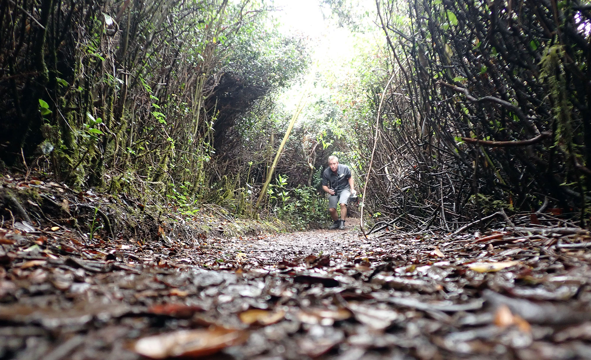 me-temperate-rainforest-southern-south-america