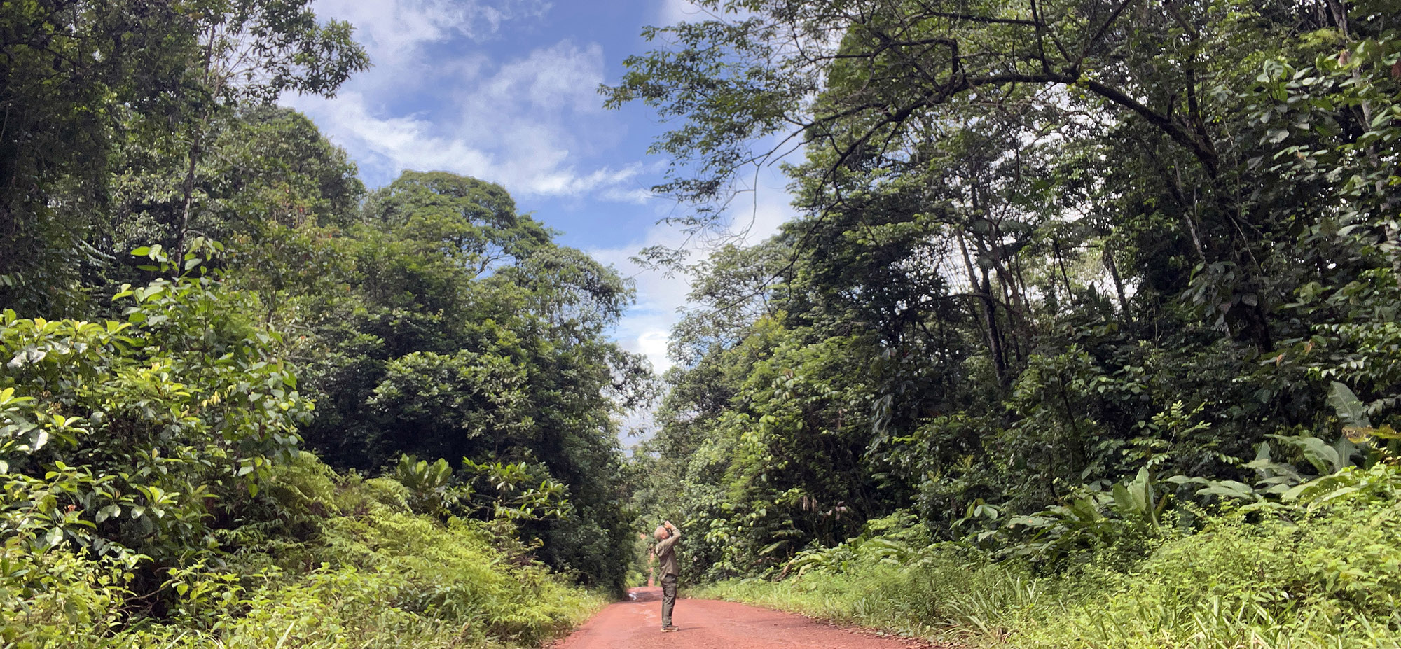 me-birding-french-guiana-ranforest