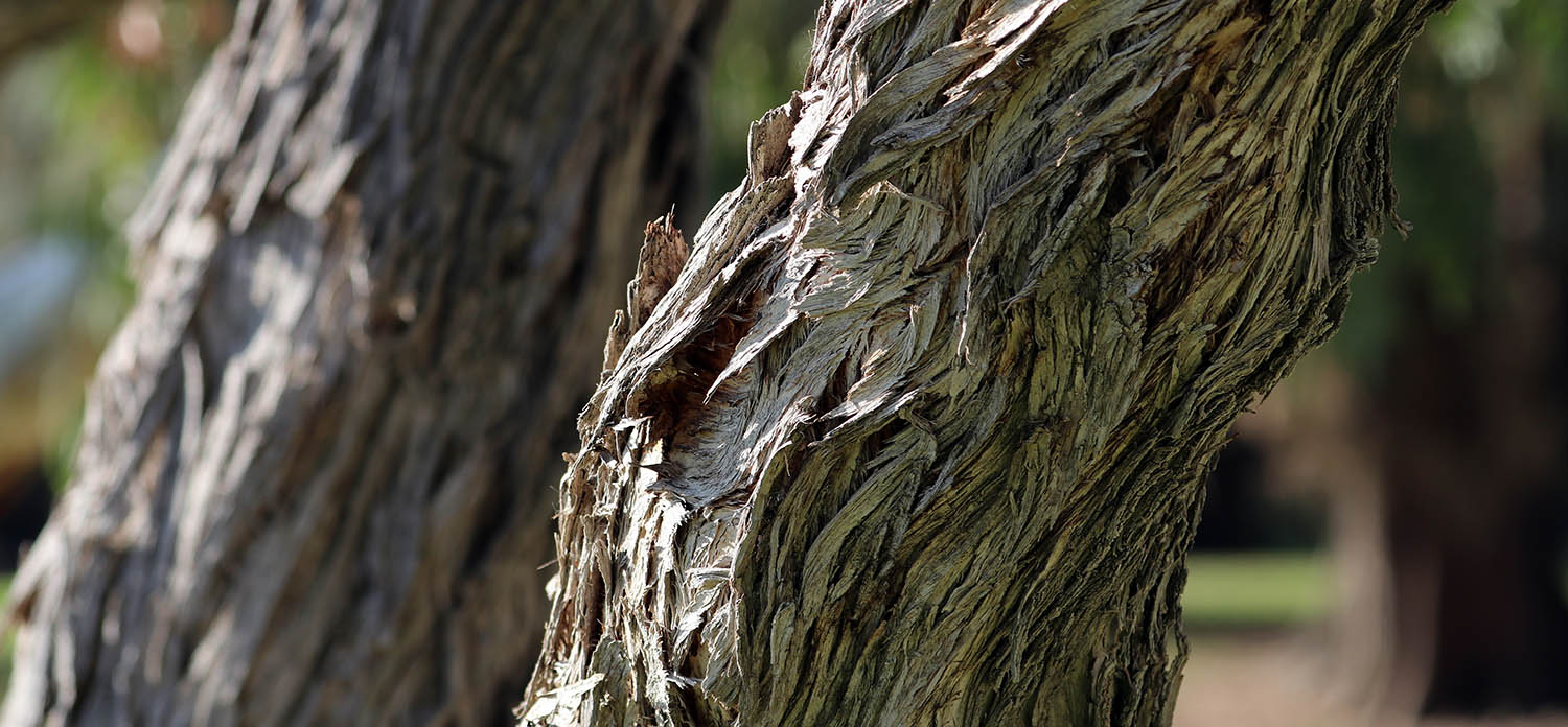 melaleuca-trunk