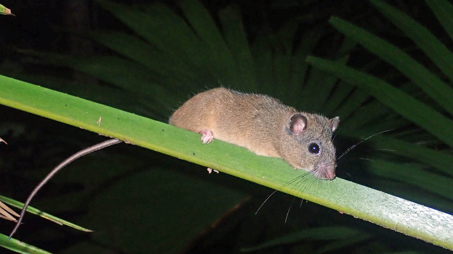 melomys-fawn-footed-eungella