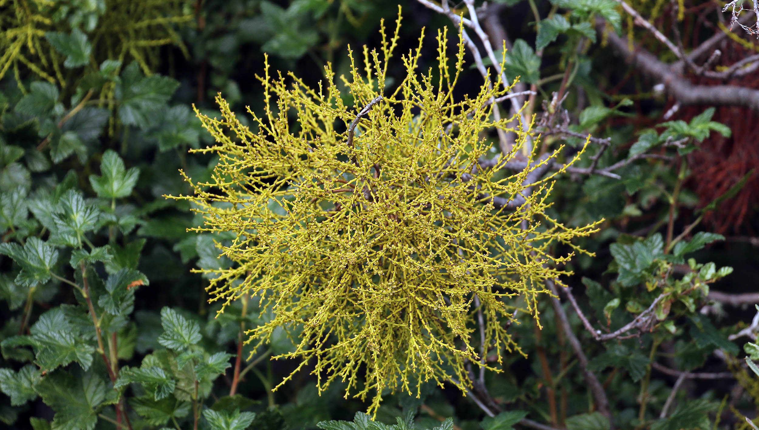 Misodendrum-punctulatum-mistletoe-puerto-williams