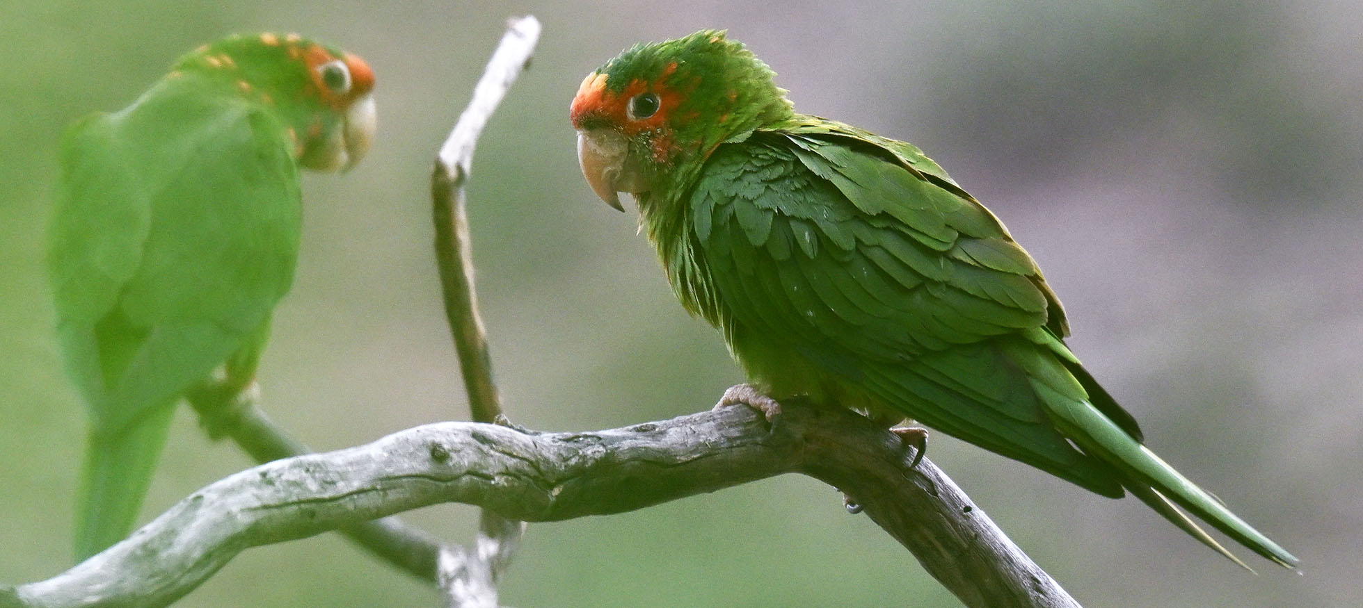 mitred-parakeet-red-macaw-lodge-