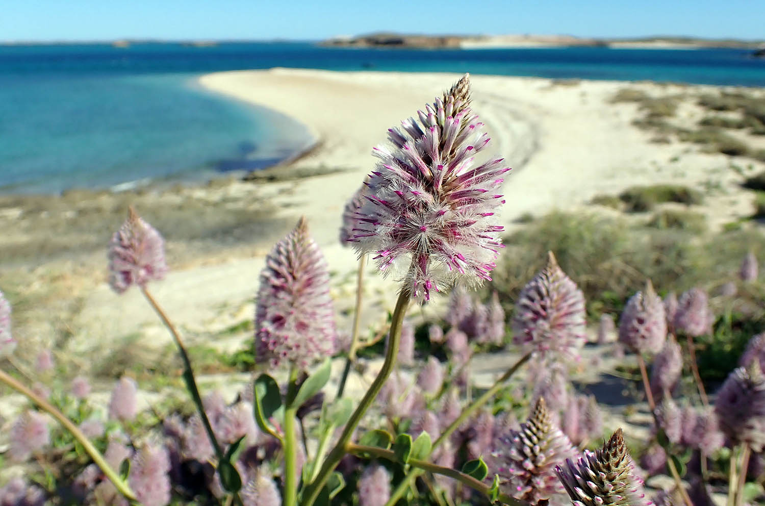 montebello-ptilotus-beach