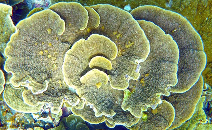 montipora-coral-miyako