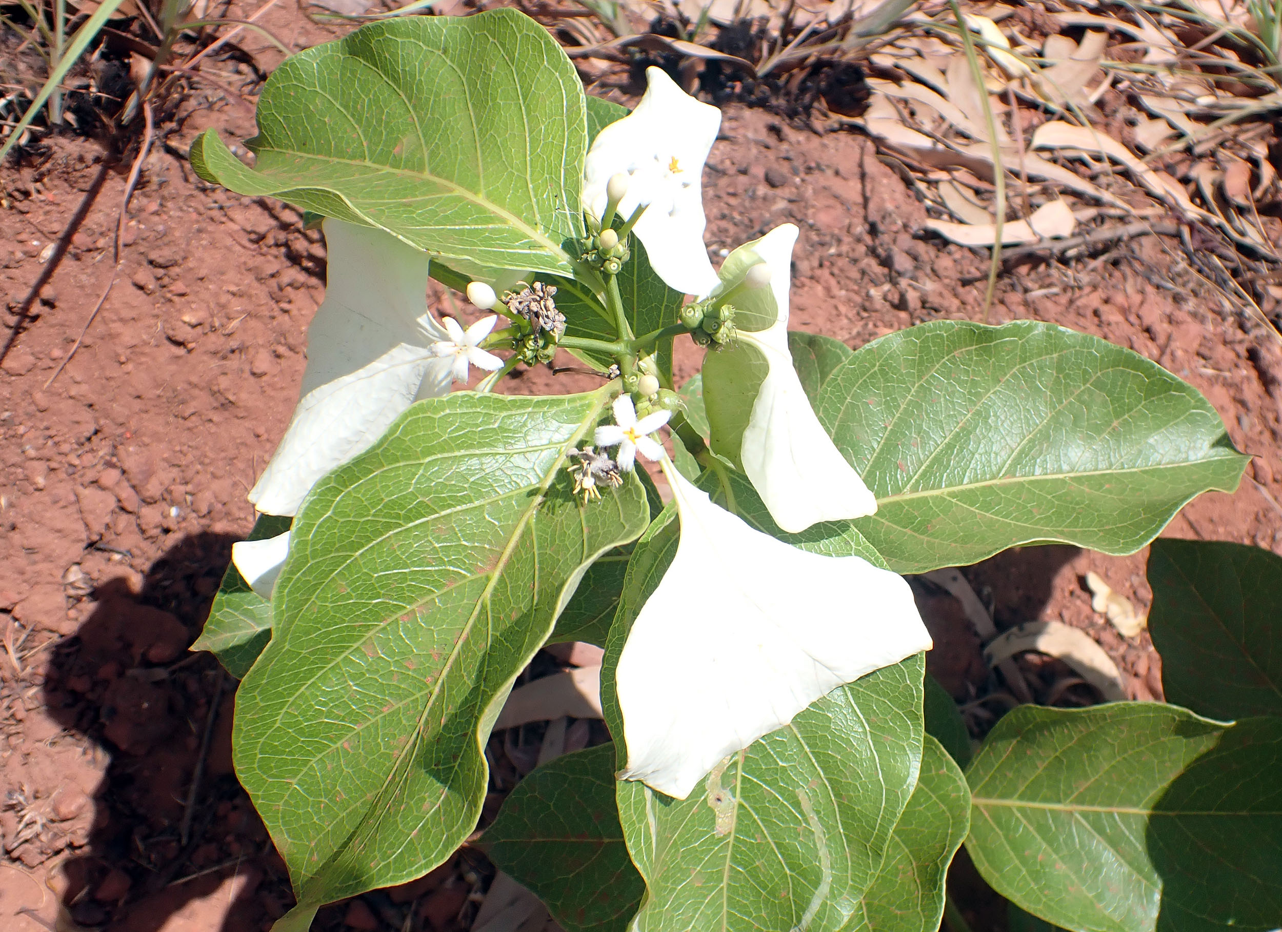 morinda-reticulata-mutee-head