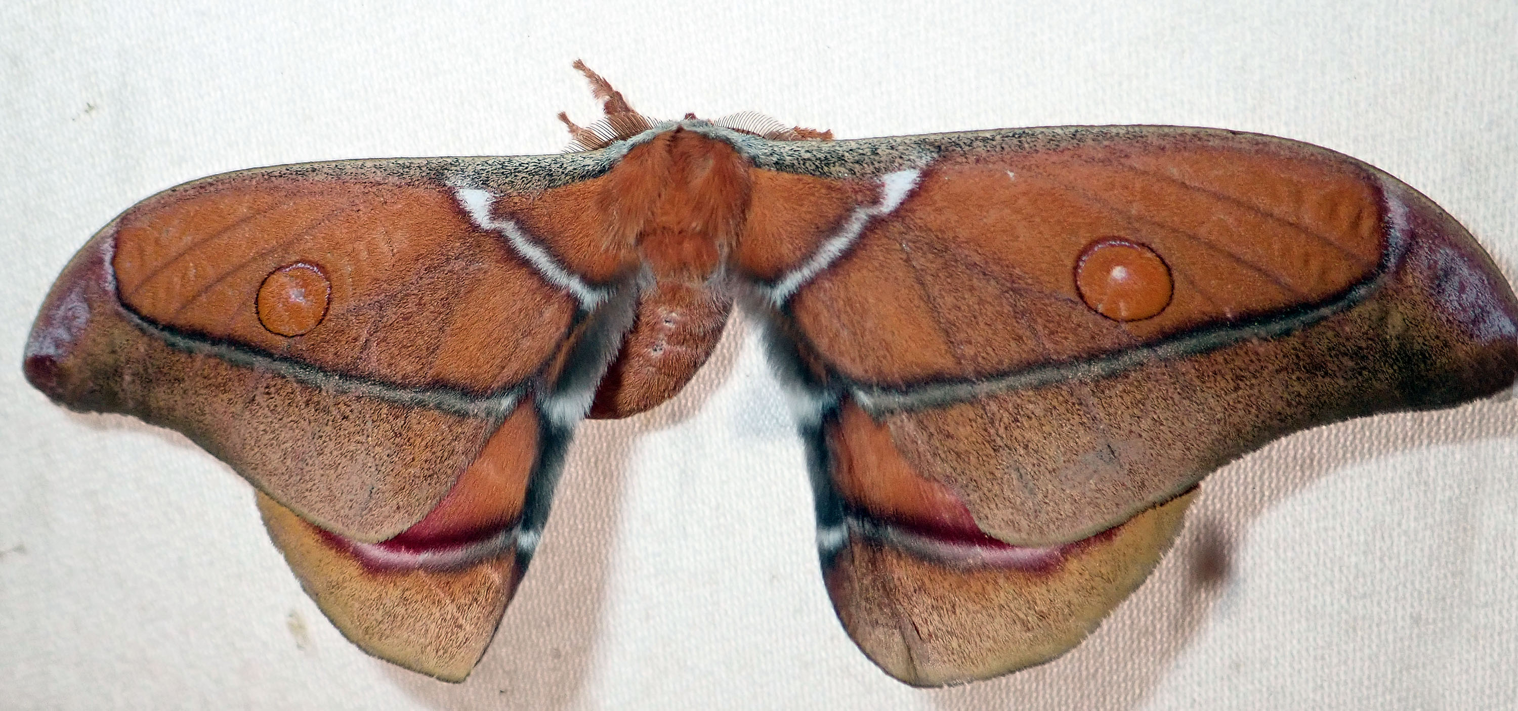 moth-andasibe