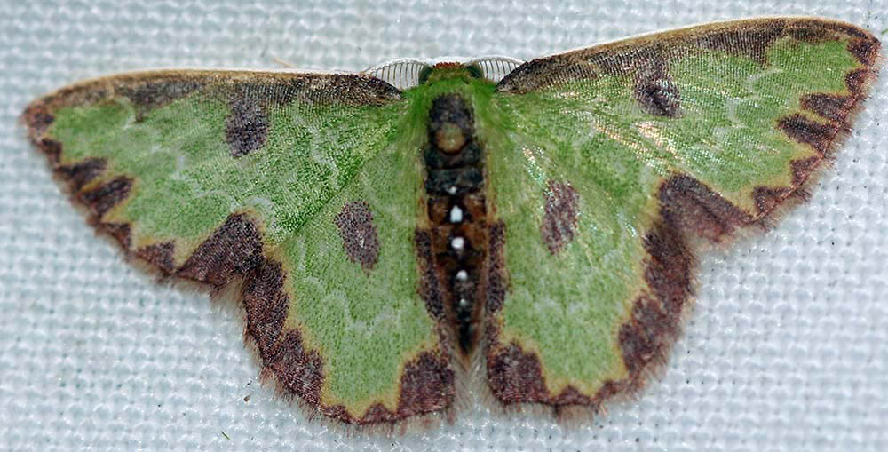 moth-emerald-green-tandayapa