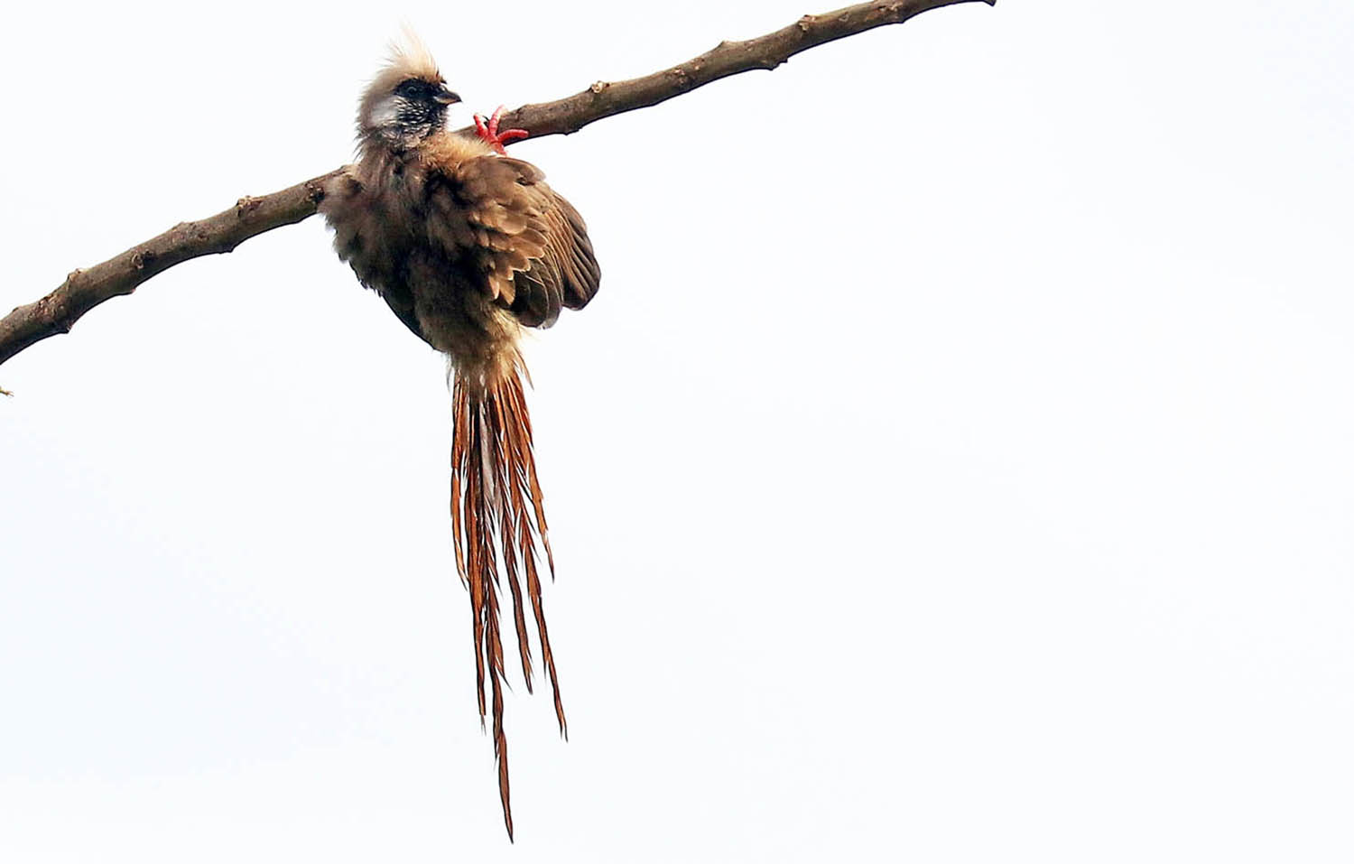 mousebird-speckled-kampala-uganda