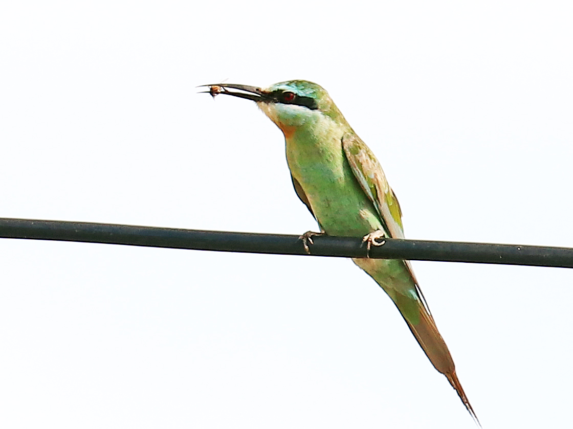 mozambique-bee-eater