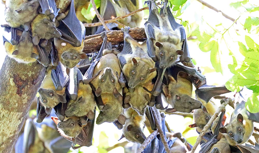 mozambique-bats