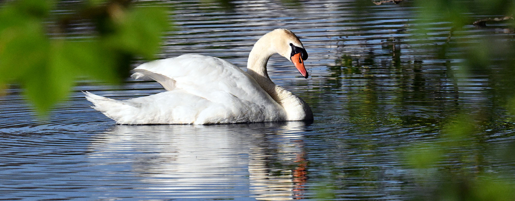 mute-swan-lyon-