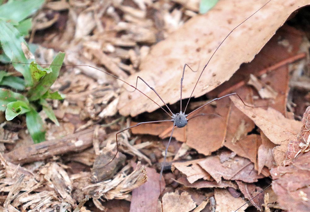 nature-lodge-harvestmen