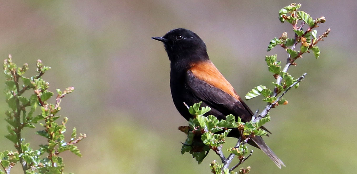 negrito-austral-puerto-williams