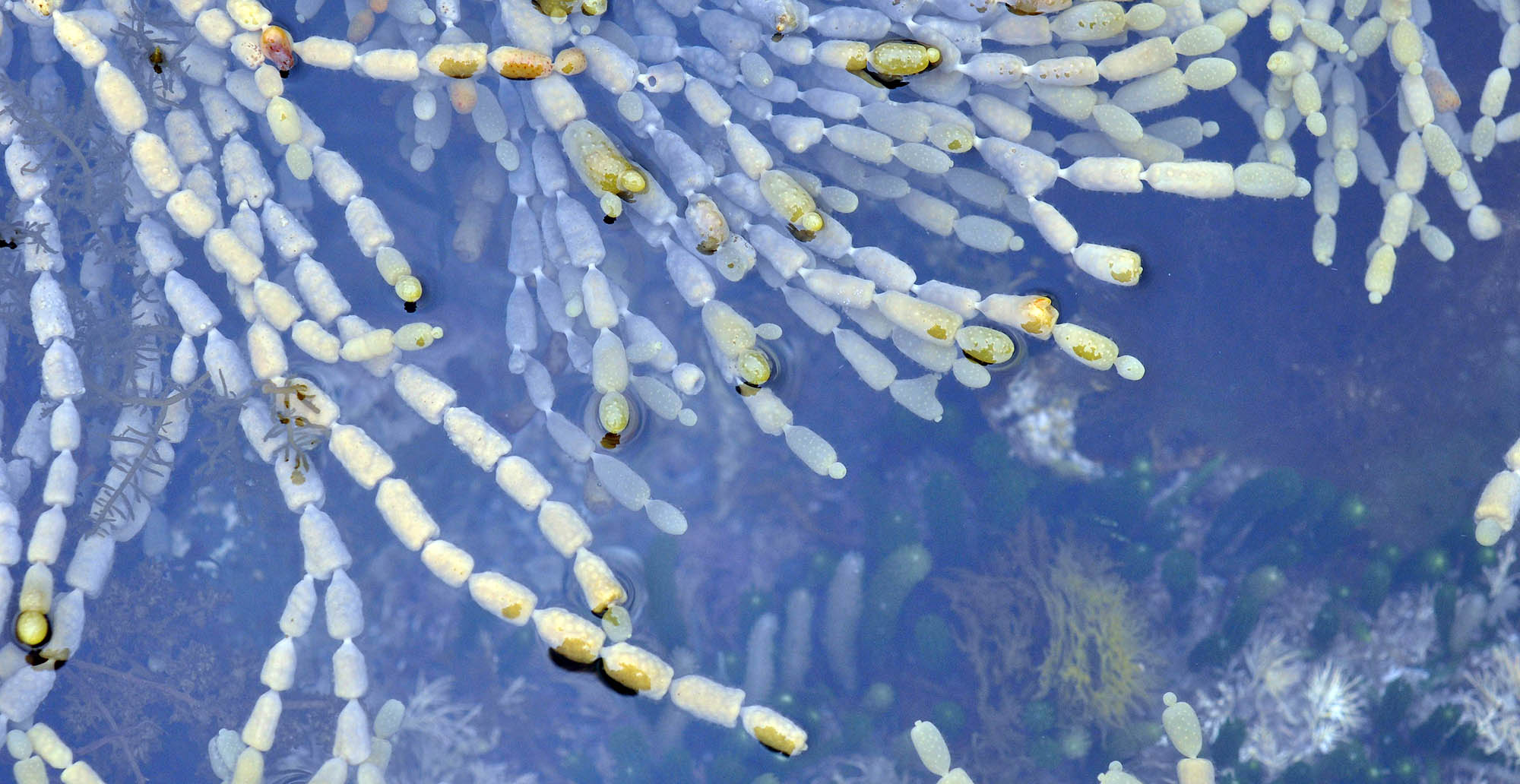 neptunes-necklace-hormosira-banksii-tasmania