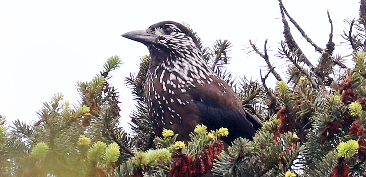 nutcracker-bhutan