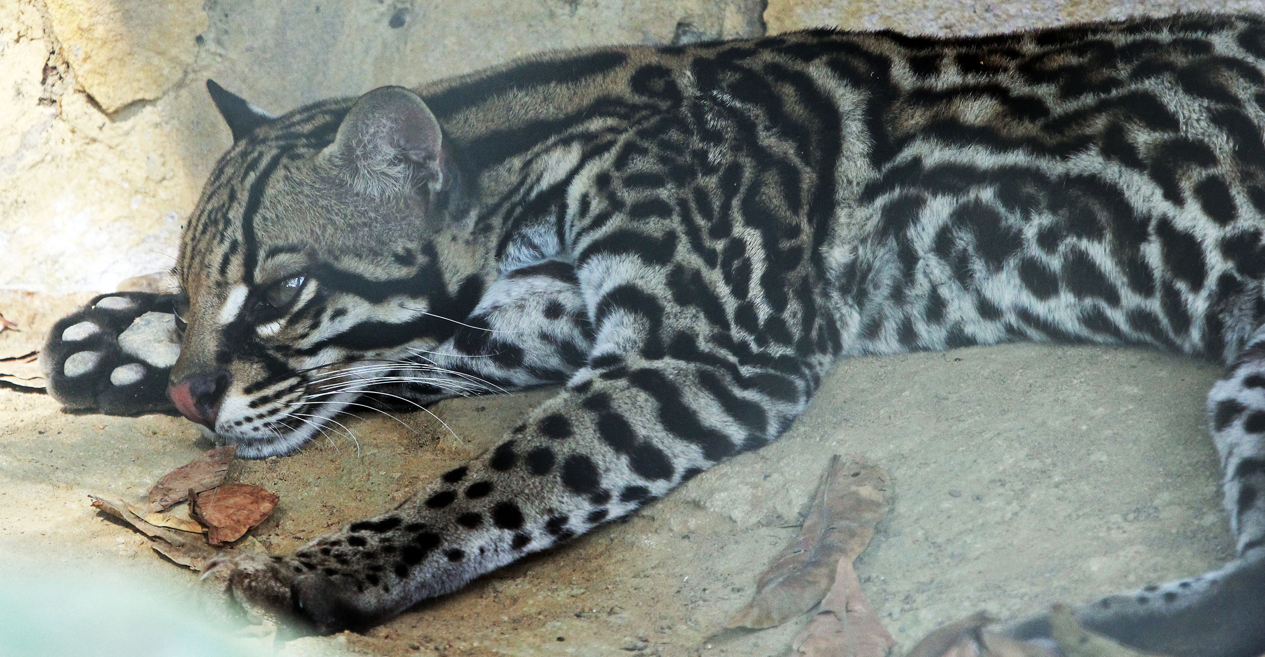 ocelot-manaus