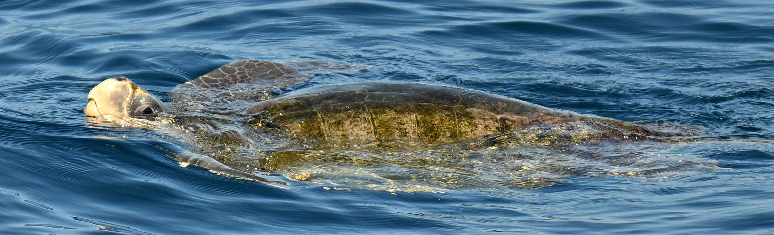 olive-ridley-2026-2-22-at-sea-off-central-america-pacific-coast-DSC_8163-thinner-reduced