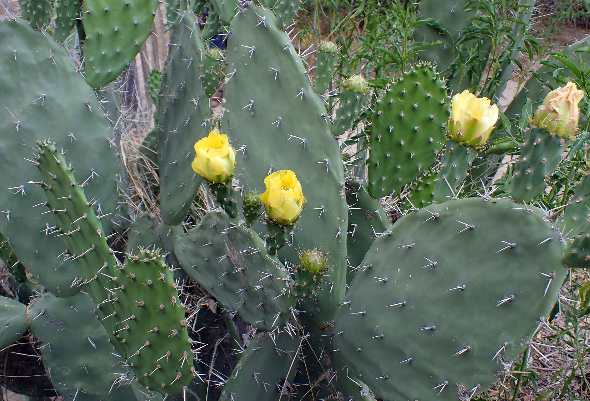 opuntia-sulpherea-dry-andean-valley-