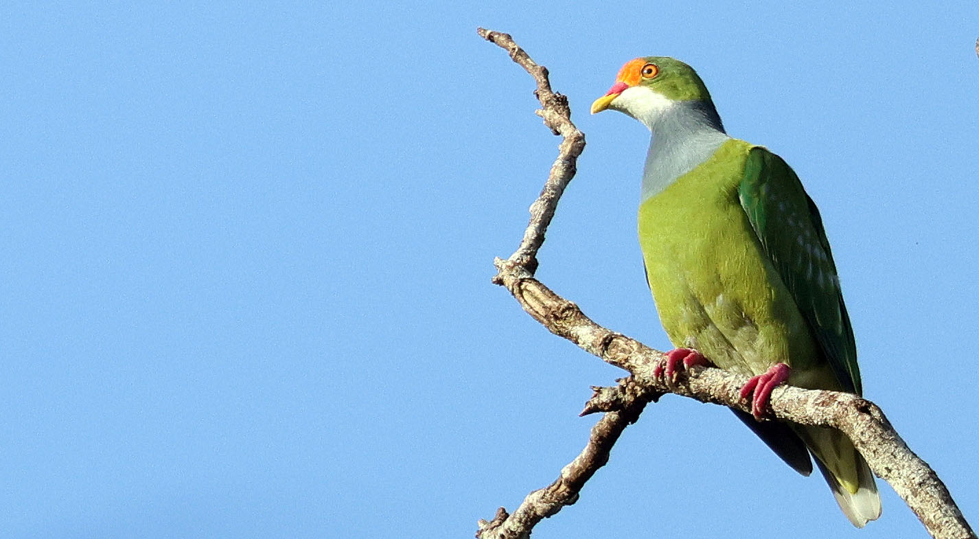 oramge-fronted-fruit-dove-dei-dei-