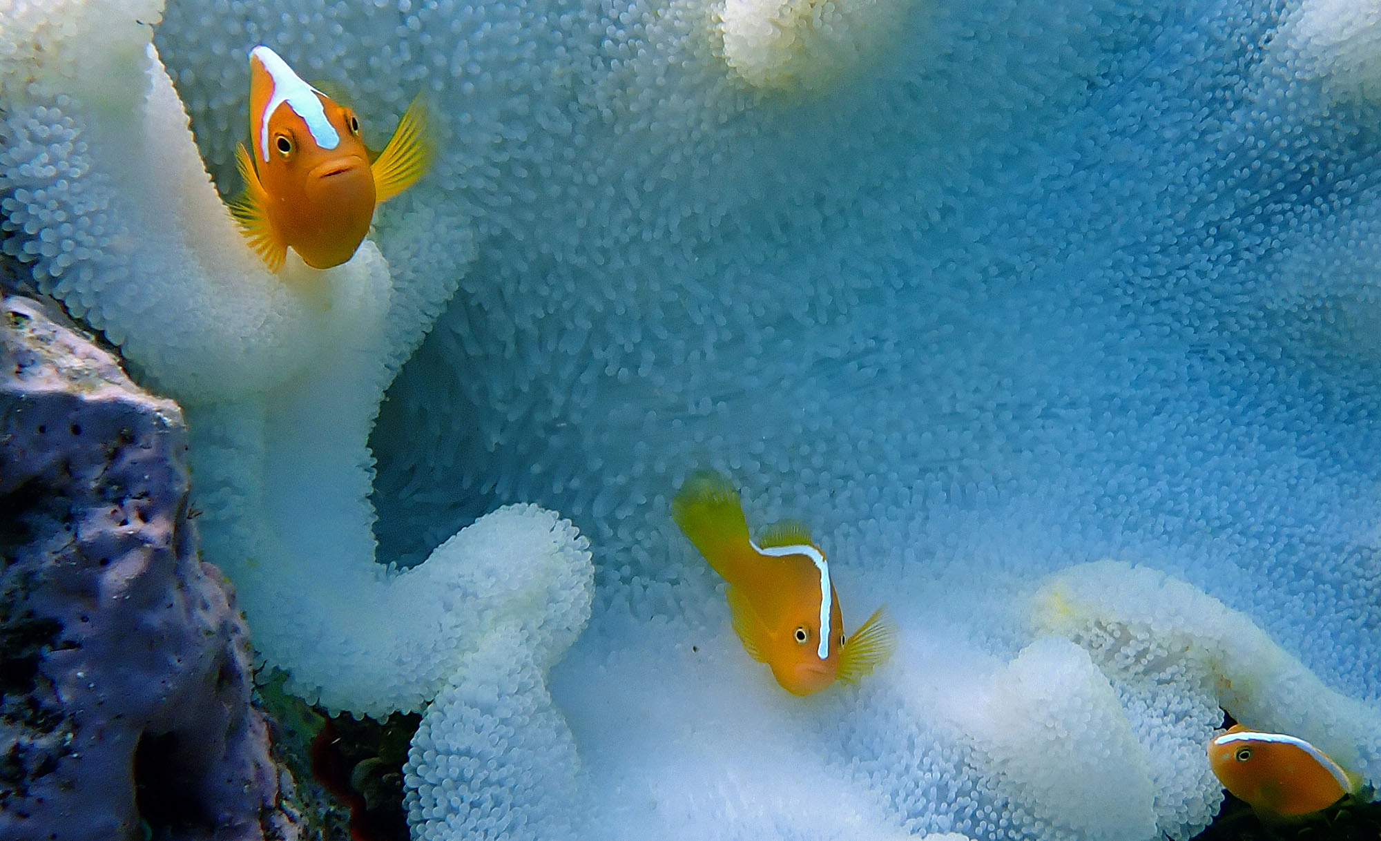 orange-skunk-anemonefish-njari-
