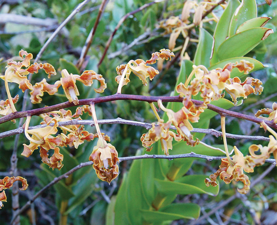 orchid-golden-north-queensland