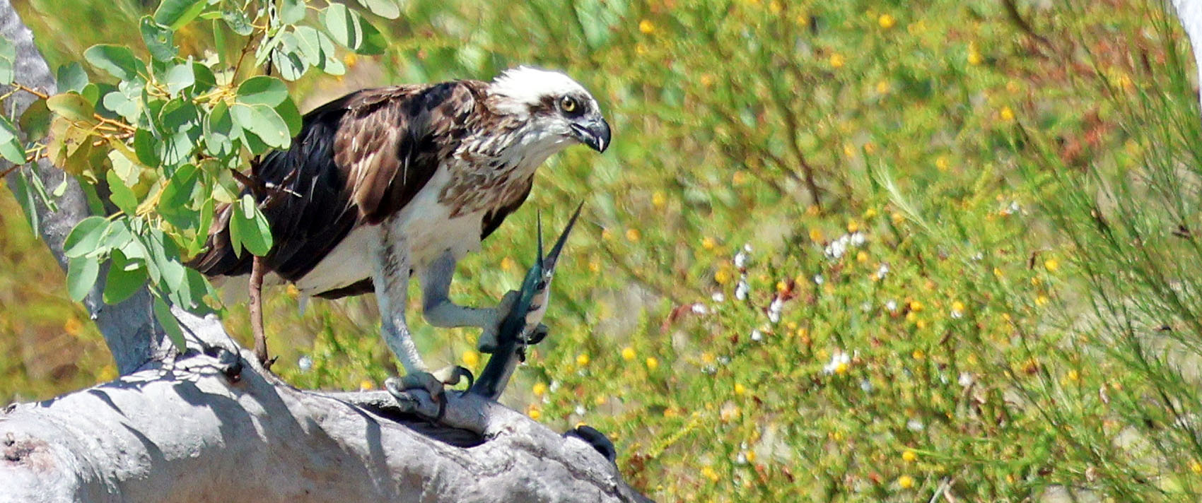 osprey-with-fish-talbot