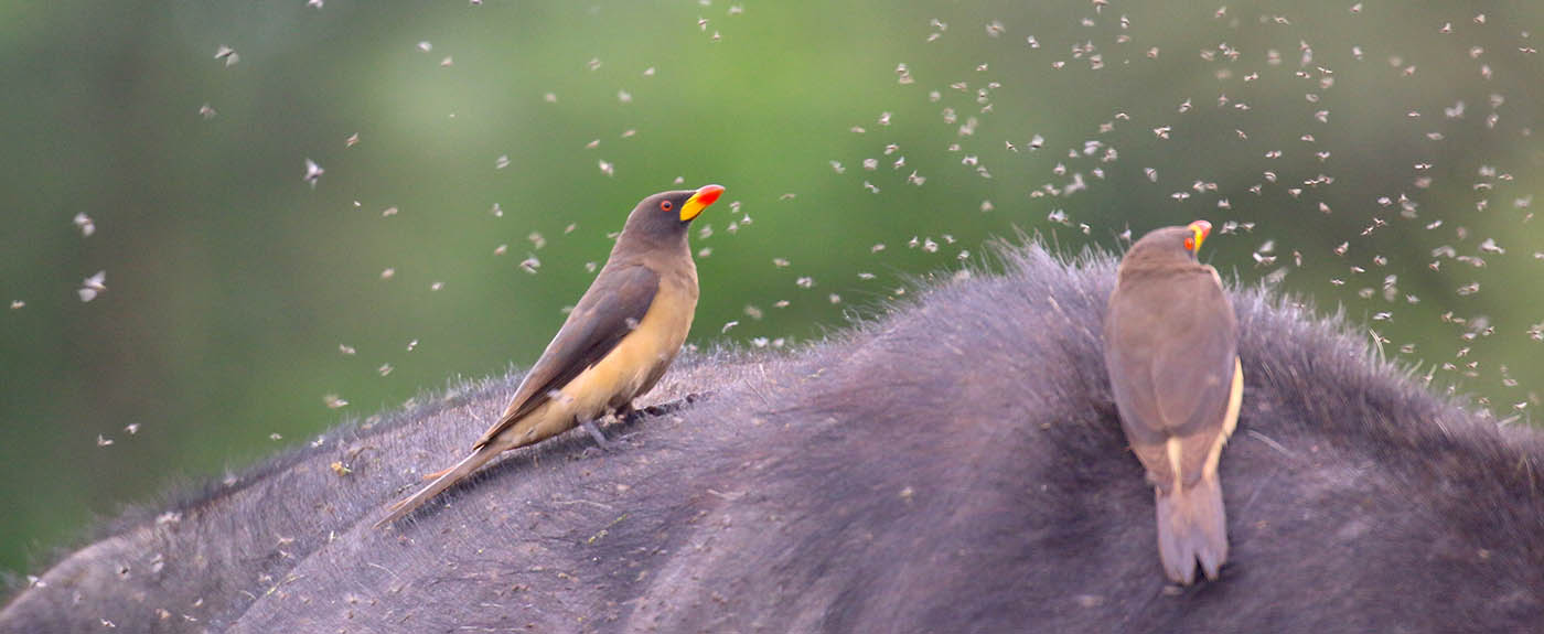 oxpecker-yellow-billed--2-lake-mburo