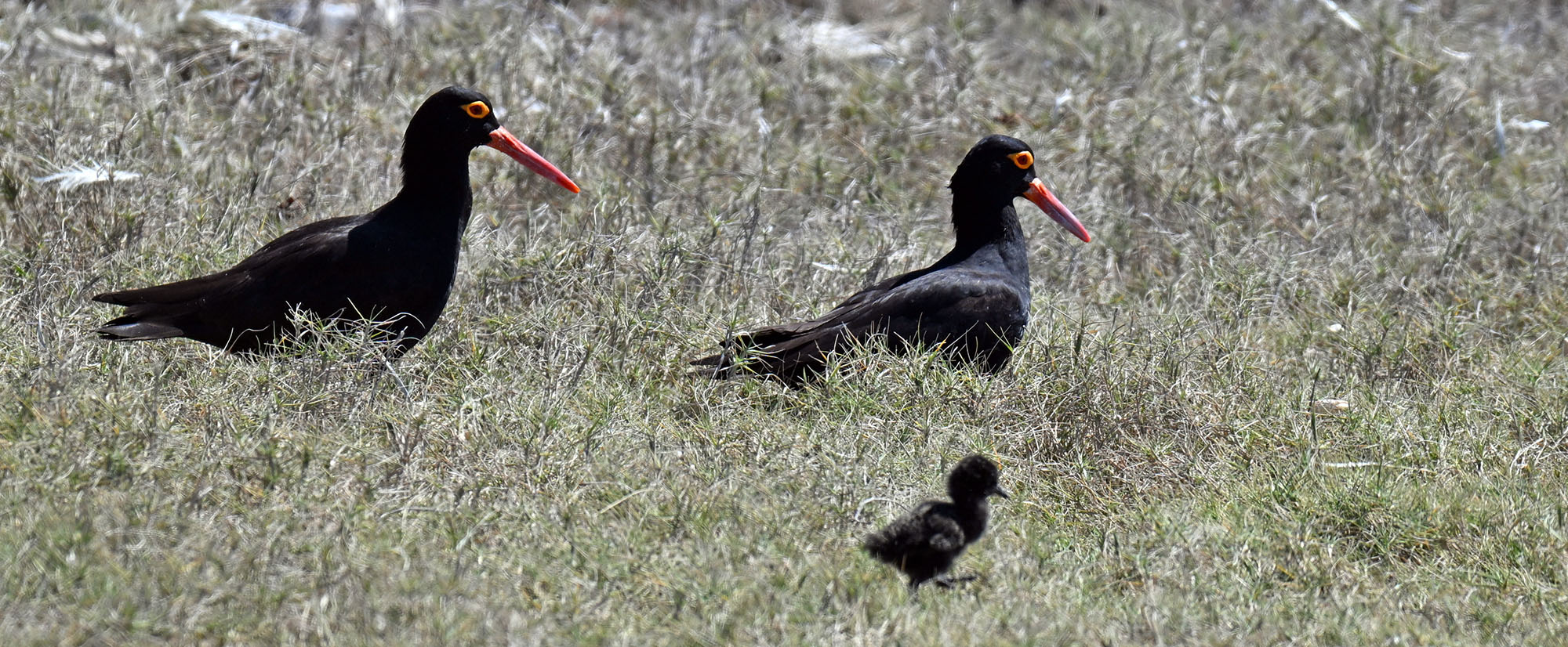 oystercatcher-family-lacaepdes-