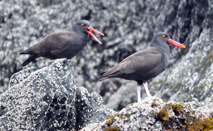 oystercatcher-blackish-chile