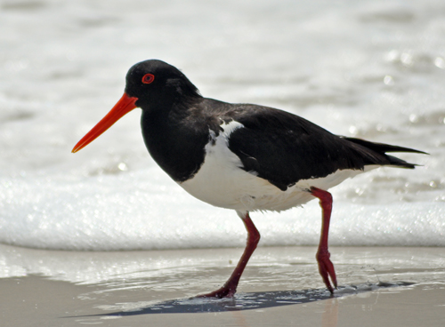 oystercatcher-pied-wineglass