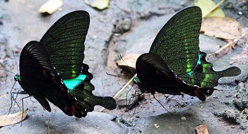 palaU-butterfly-black-green