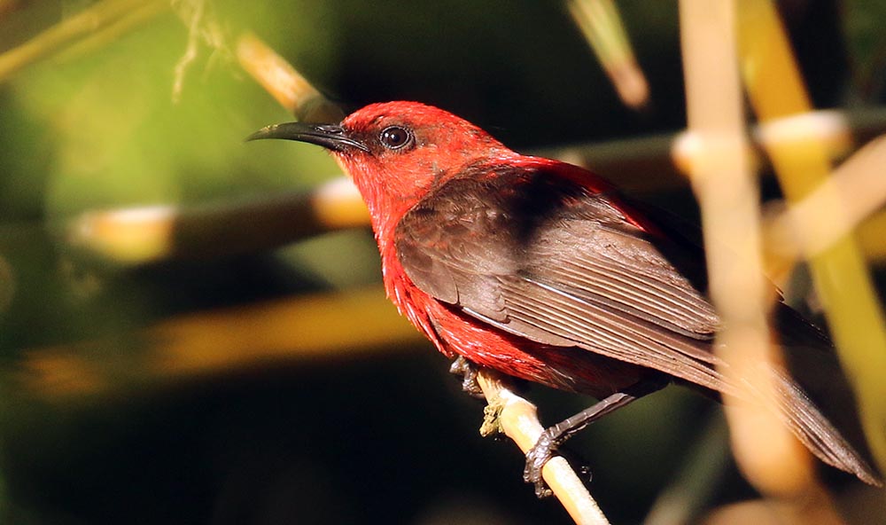 palau-honeyeater