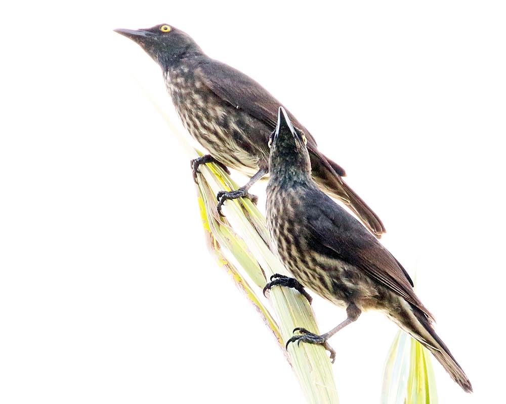 palau-starlings