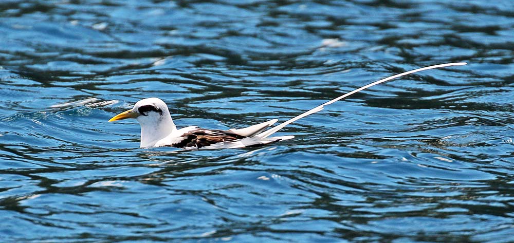 palau-tropicbird-in-water