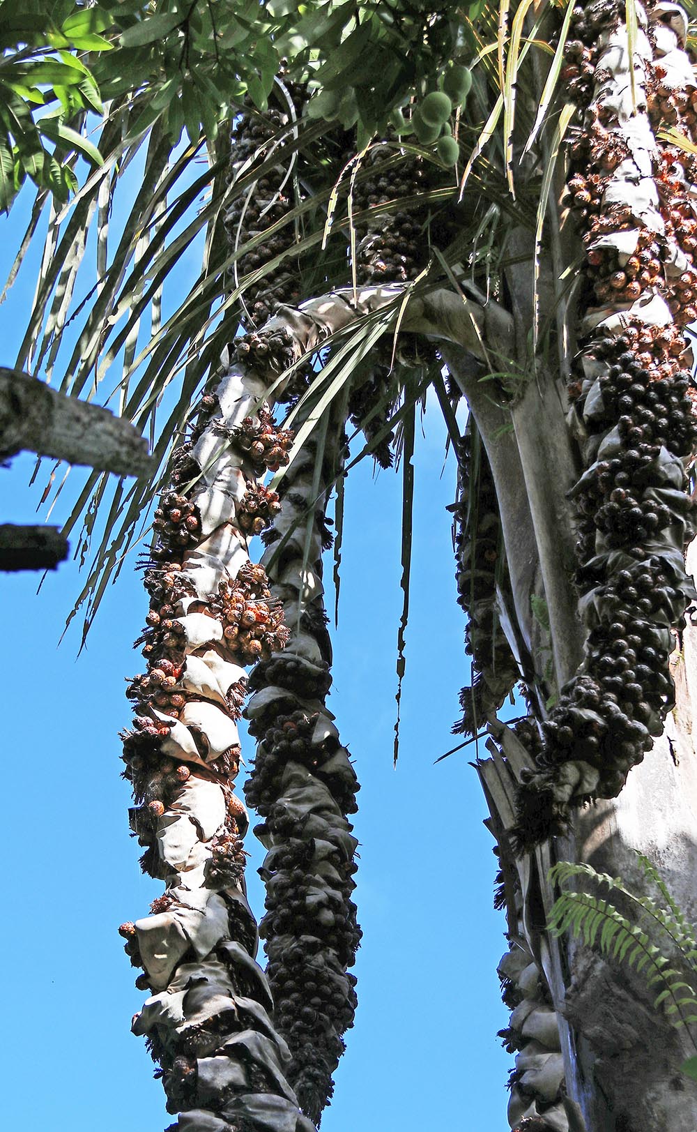 rafia-palm-madagascar