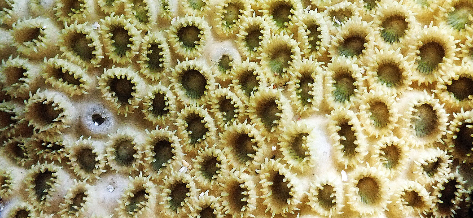 palythoa-button-polyps-antigua