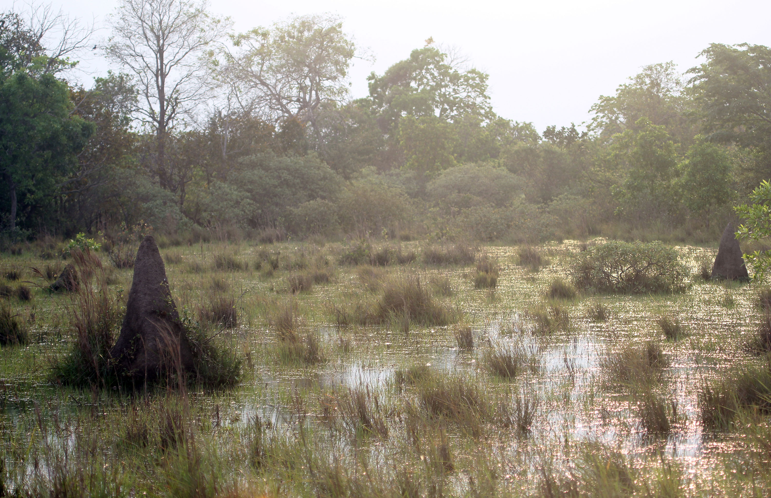 pantanal-flooded