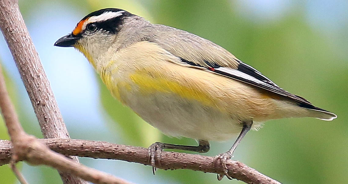 paradalote-striated-darwin-gardens