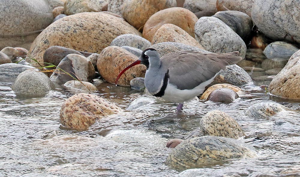 Ibisbill (image by Damon Ramsey)