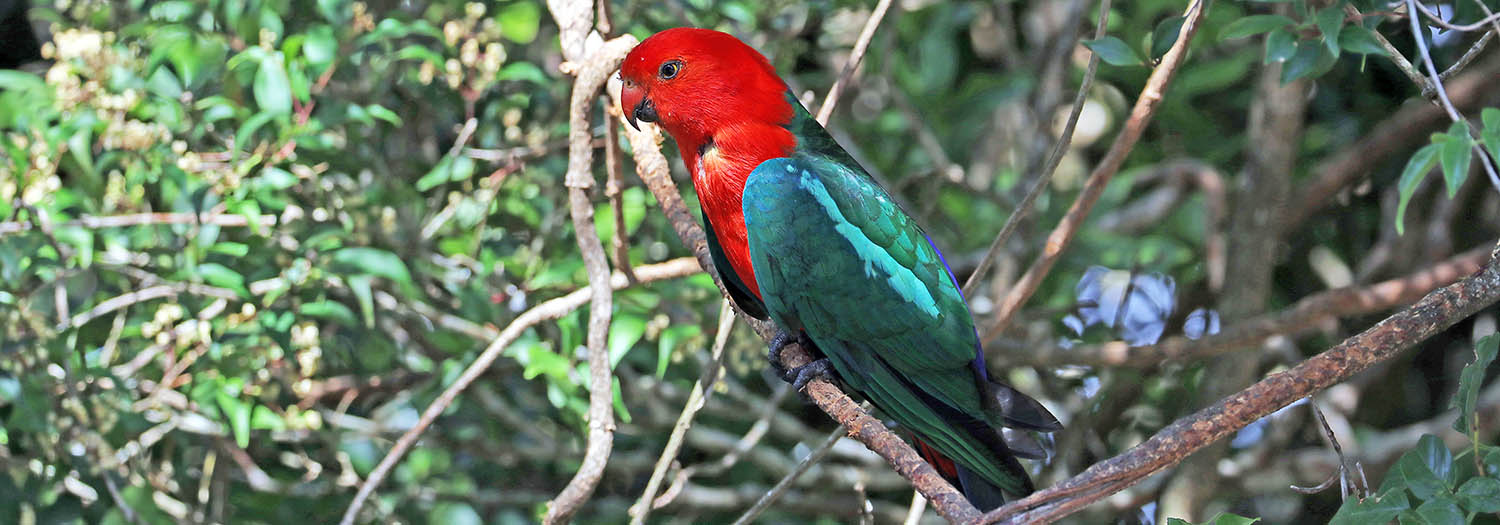 parrot-king-oreillys