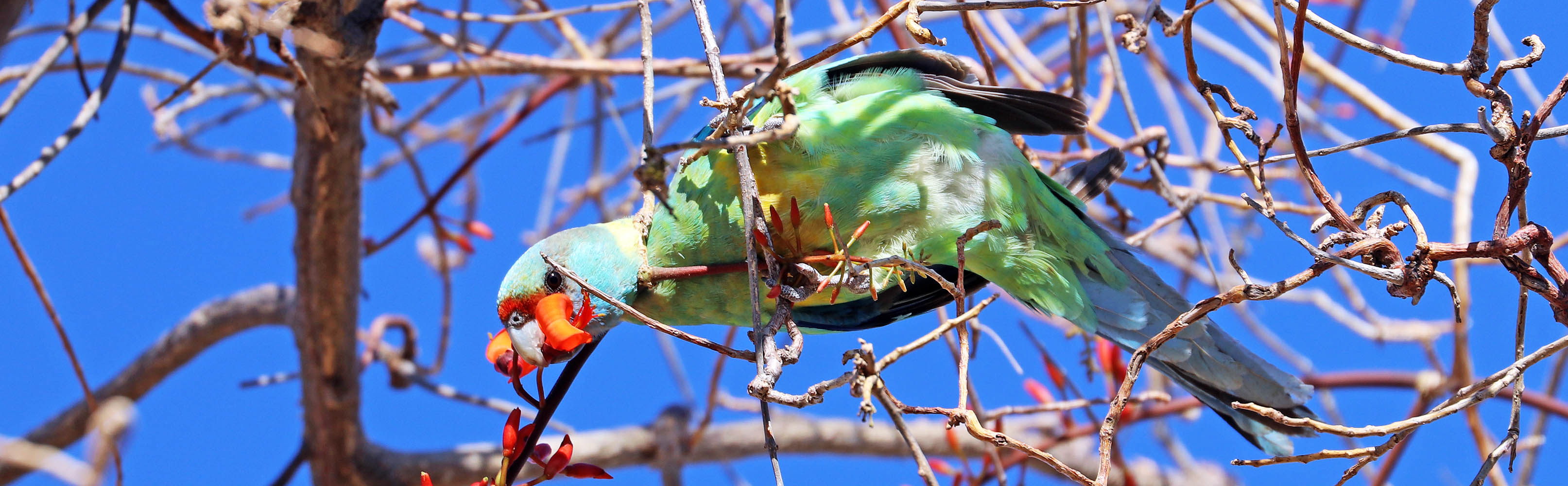 parrot-ringneck-bladensberg