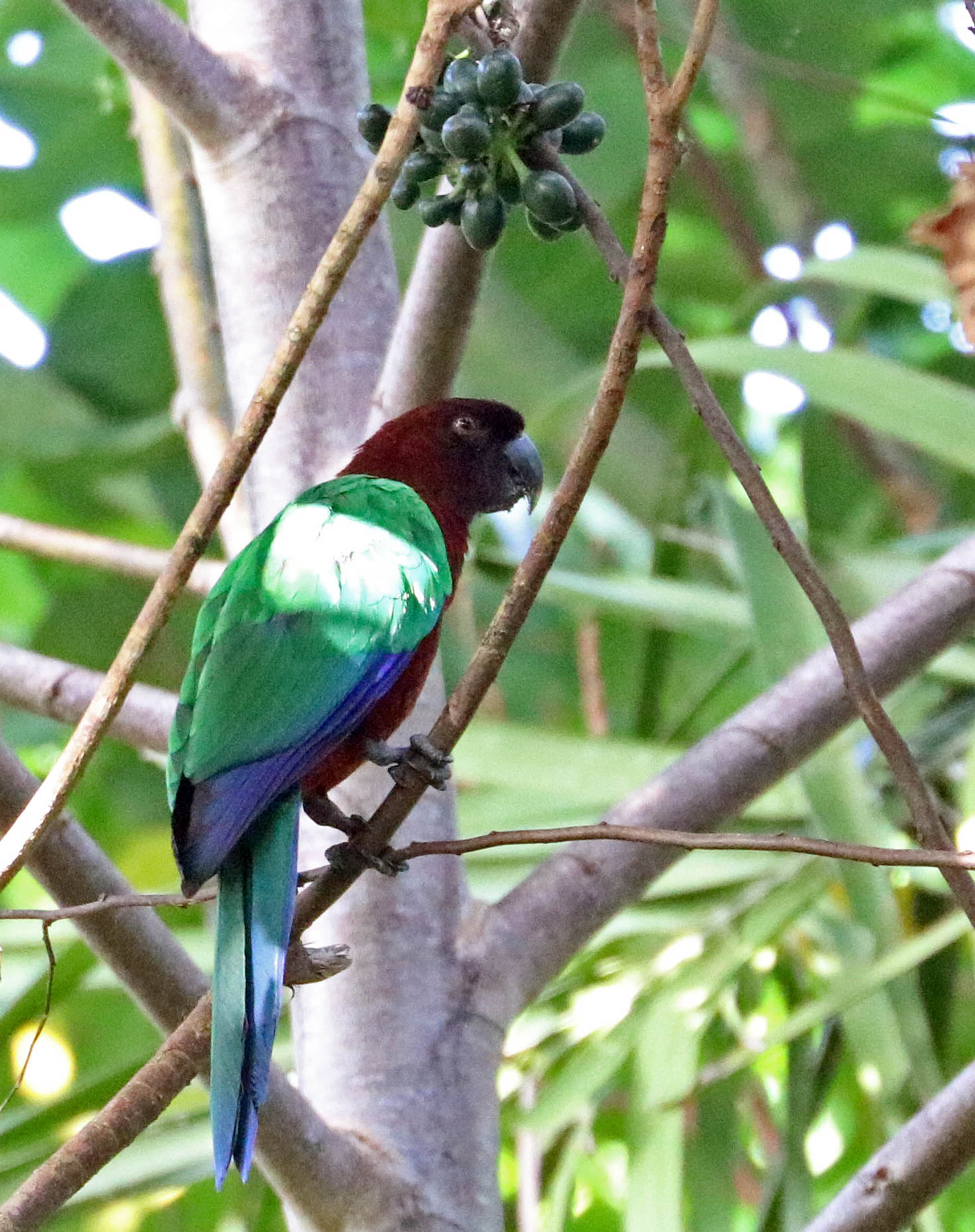 bobbys-farm-parrot-shining-