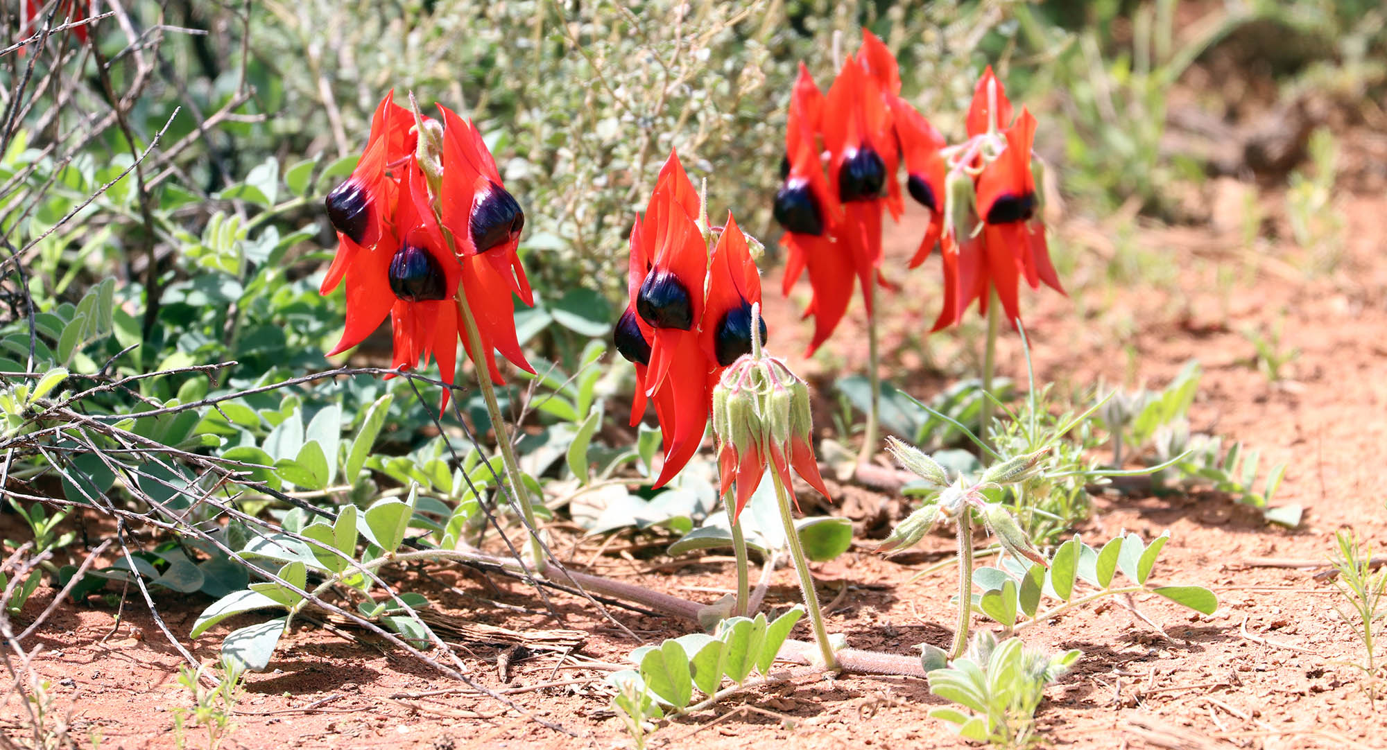 sturt's desert pea