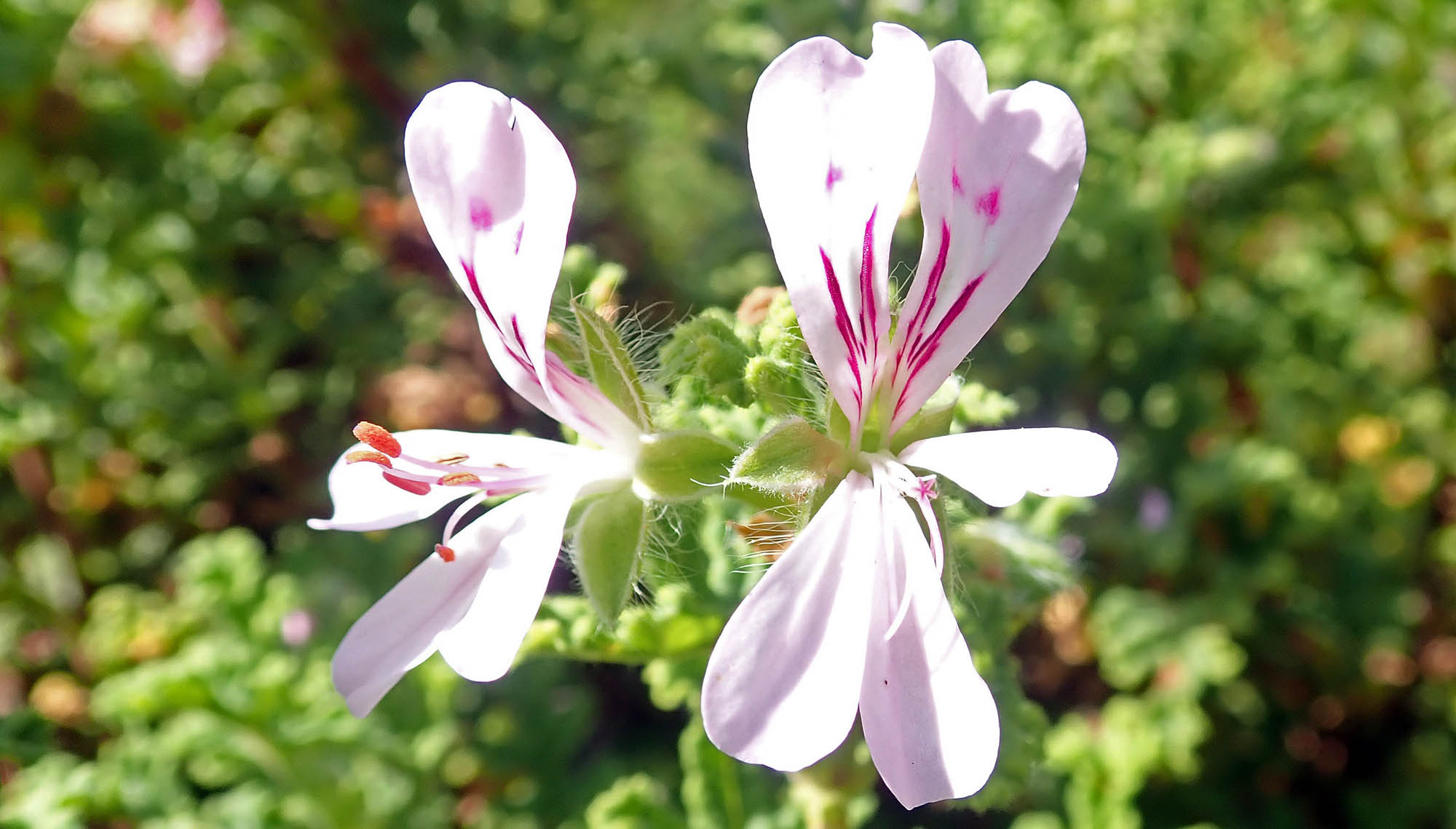 pelargonium-light-pink-kirstenbosch