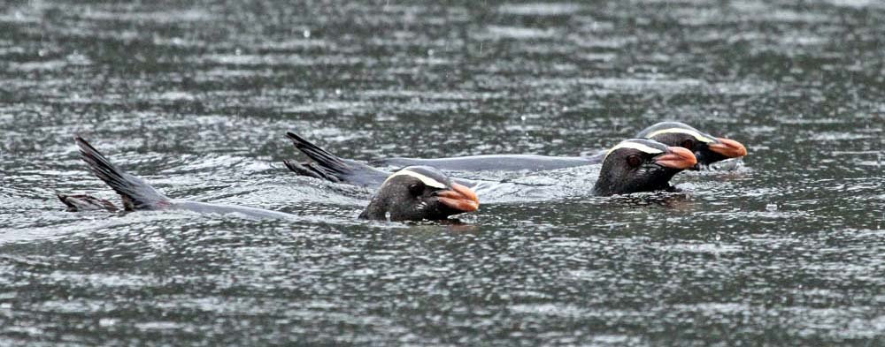 penguin-fiordland-crested