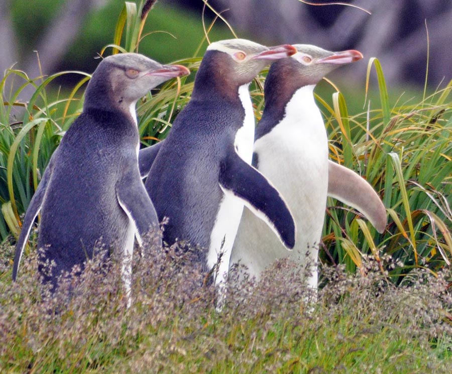 penguin-yellow-eyed-auklands