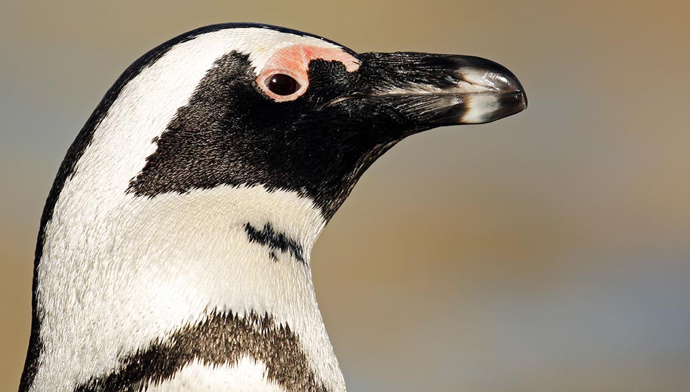 penguin-african-face