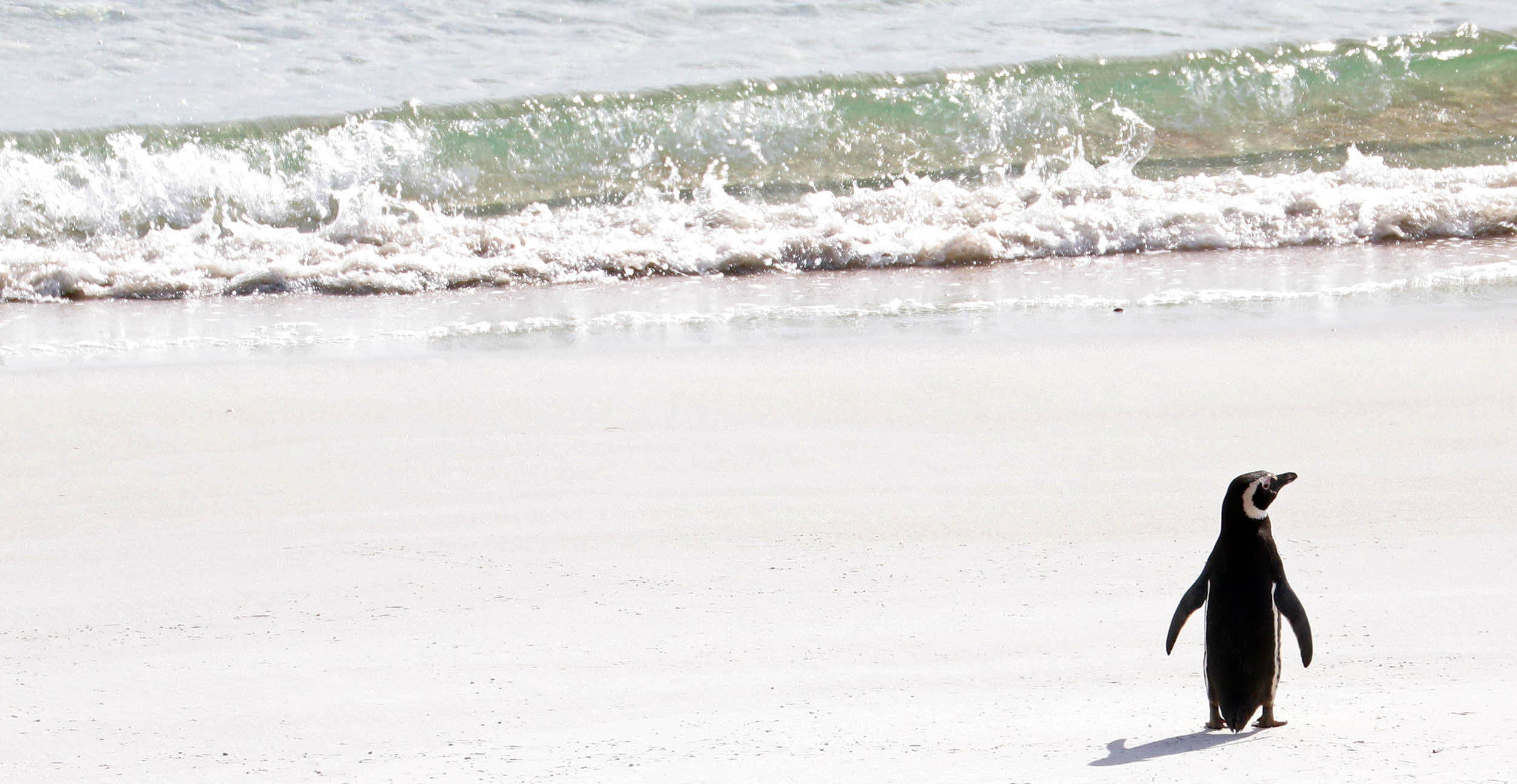 penguin-magellan-on-beach-falklands